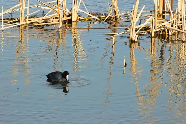 Över Eurasiatisk Sot Fulica Atra Vadar Sjö — Stockfoto