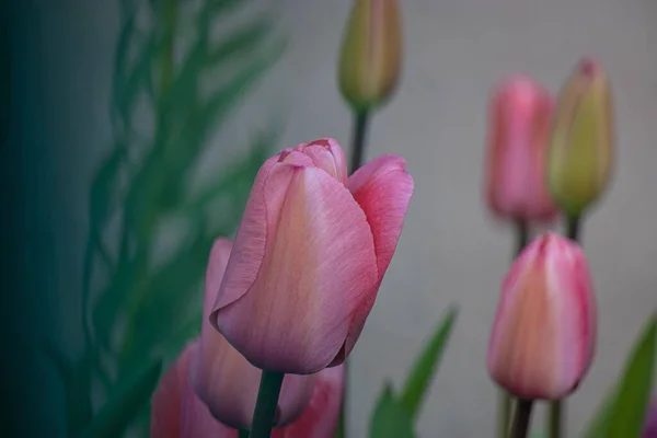 Primer Plano Tulipanes Rosados Sobre Fondo Blanco — Foto de Stock