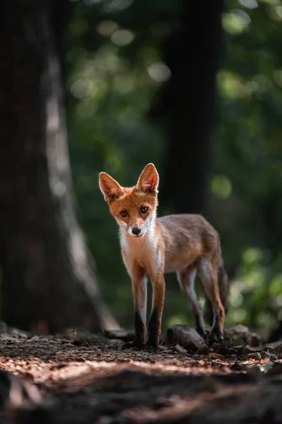Adorable Trans Caucasian Montane Fox Looking Camera Forest — Stock Photo, Image