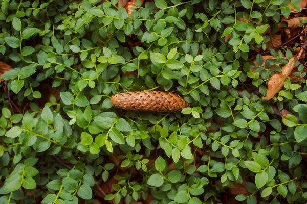 Ein Selektiver Tannenzapfen Fällt Auf Grüne Blätter Auf Dem Boden — Stockfoto