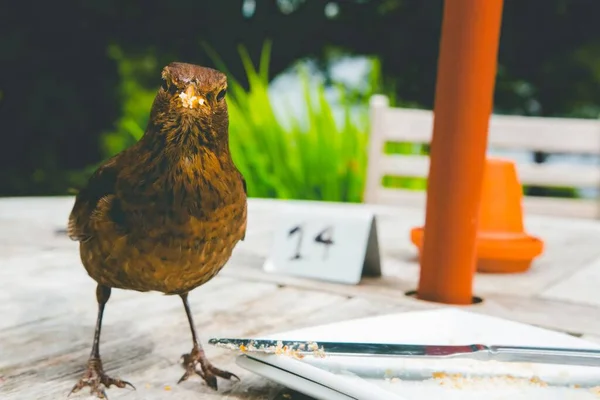 Eine Großaufnahme Einer Amsel Auf Dem Tisch Eines Cafés — Stockfoto