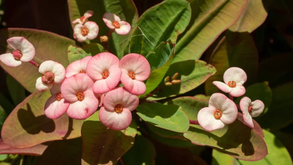 A closeup shot of pink crown-of-thorns with green leaves on the background