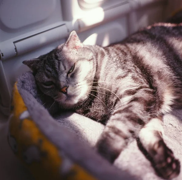 Gato Canoso Durmiendo Lugar Acogedor —  Fotos de Stock