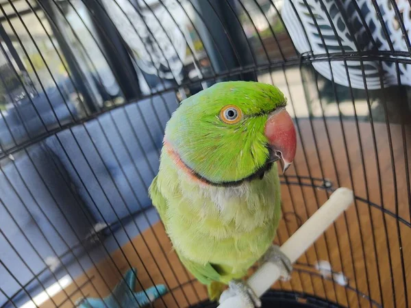 Primo Piano Adorabile Parrocchetto Con Anelli Rosa Sull Altalena Nella — Foto Stock