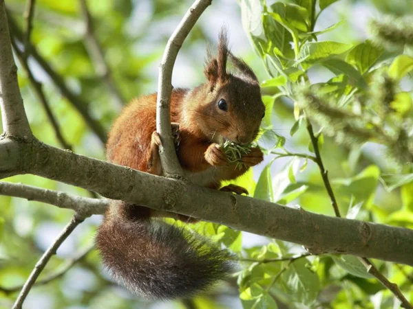 木の枝で食べるかわいいリスのクローズアップ — ストック写真