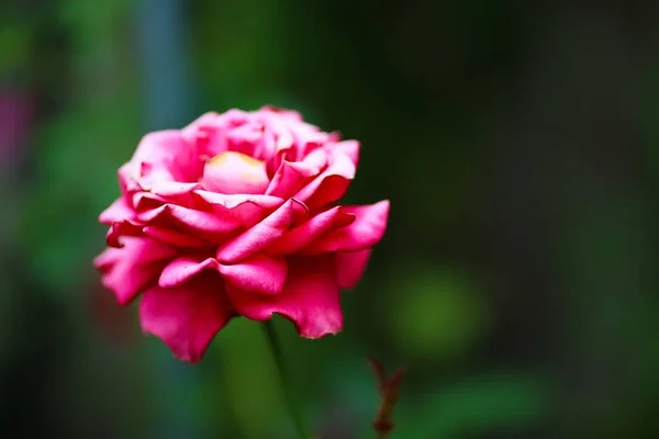 Närbild Härlig Rosa Ros Utomhus — Stockfoto