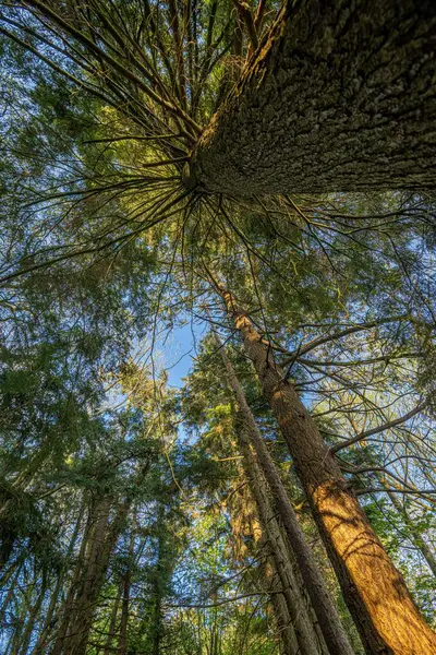 Вертикальный Низкоугольный Снимок Высоких Зеленых Деревьев Лесу — стоковое фото