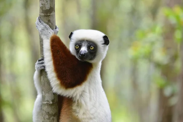 Tiro Seletivo Foco Lemur Pântano Escalando Acima Uma Árvore Fina — Fotografia de Stock