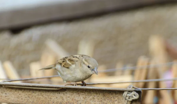 A shallow focus shot of Old World sparrow perched on rusty metal surface against blur background