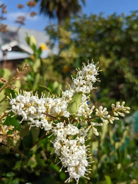 Μια Επιλεκτική Ιαπωνική Privet Έναν Κήπο Ένα Ηλιόλουστο Πρωινό — Φωτογραφία Αρχείου