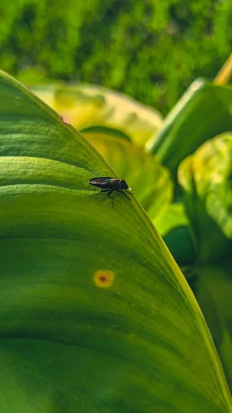 Pequeño Insecto Sobre Una Hoja Verde — Foto de Stock