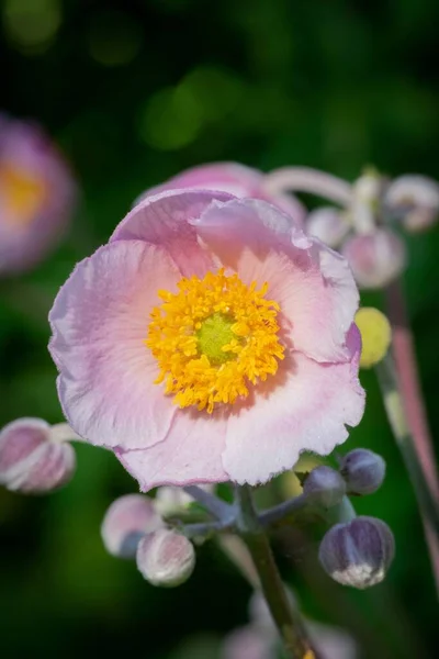 Pionowy Widok Góry Kwitnącego Różowego Kwiatu Anemonu — Zdjęcie stockowe