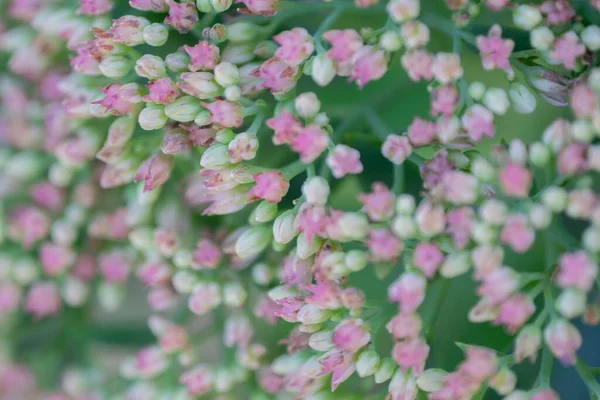 Zbliżenie Ujęcie Malutkich Różowych Białych Pąków Kwiatowych — Zdjęcie stockowe