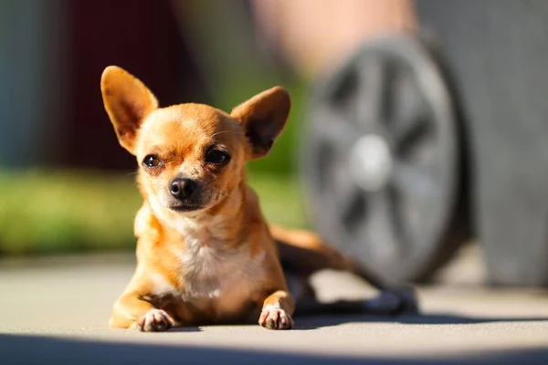 Zbliżenie Brązowego Chihuahua Leżącego Słońcu — Zdjęcie stockowe