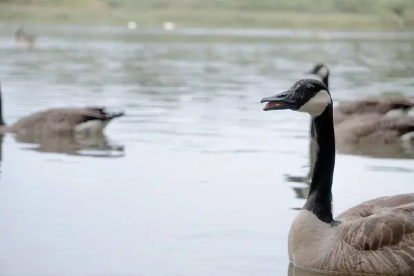 Egy Közeli Kép Egy Imádnivaló Kanadai Libáról Aki Úszik Vízben — Stock Fotó