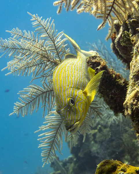 Vertical Closeup Shot Bluestriped Grunt Sea Plants Background — Stock Photo, Image