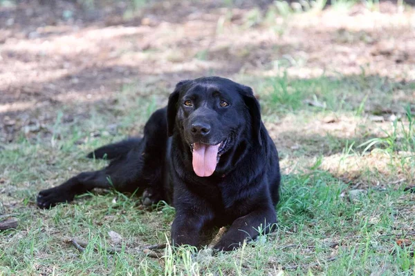 Siyah Labrador Köpeğinin Çimlerin Üzerinde Uzanmış Güzel Bir Görüntüsü — Stok fotoğraf