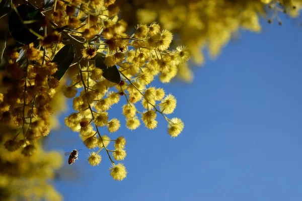 蜂窝蜜蜂在金合欢或椰子树下飞舞的特写镜头 — 图库照片