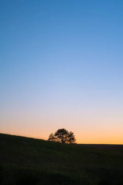 Eine Vertikale Aufnahme Eines Einzelnen Baumes Auf Einem Hügel Vor — Stockfoto
