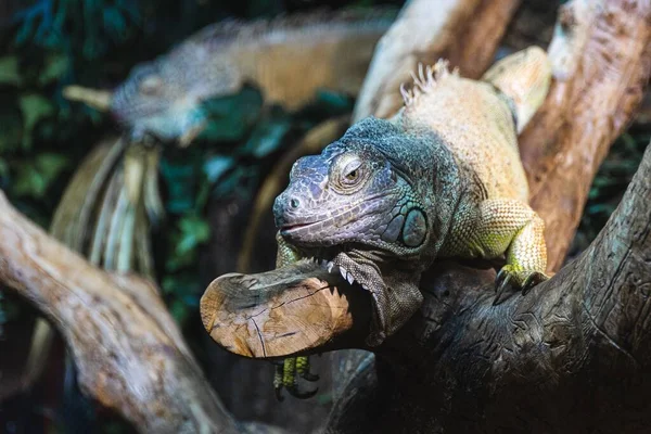 Una Iguana Verde Sobre Una Gruesa Rama Árbol — Foto de Stock