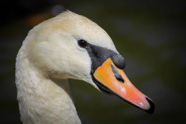 Closeup Shot White Swan Blurry Background — Stockfoto