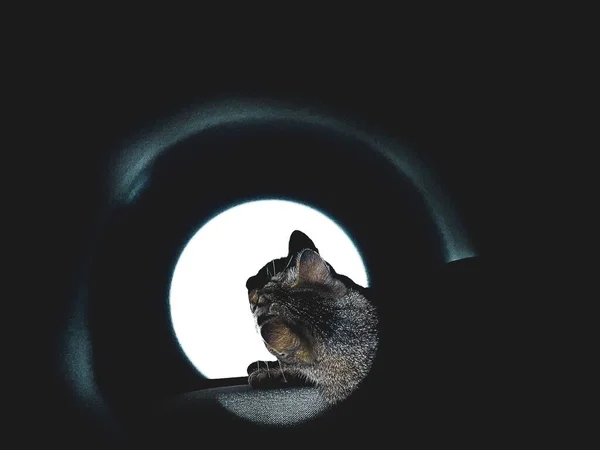 Gri Çizgili Bir Kedinin Sanatsal Bir Görüntüsü Karanlıkta Işık Şeklinde — Stok fotoğraf