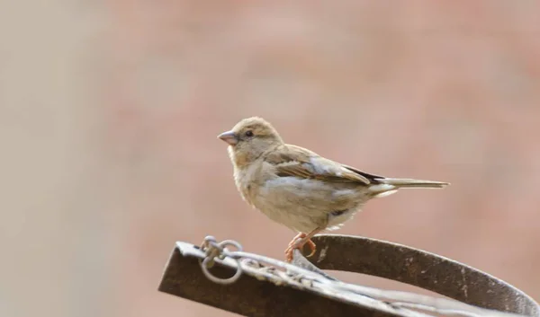 Shallow Focus Shot Old World Sparrow Perched Rusty Metal Surface — Stock Photo, Image