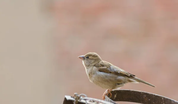 Shallow Focus Shot Old World Sparrow Perched Rusty Metal Surface — Stock Photo, Image