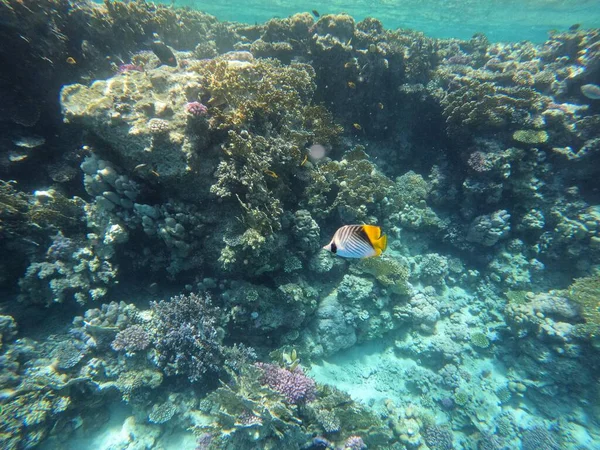 Uma Cena Subaquática Com Recifes Coral Peixes Tropicais — Fotografia de Stock