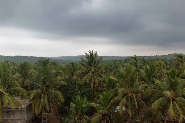 Una Hermosa Vista Palmeras Con Fondo Nublado Cielo Gris —  Fotos de Stock