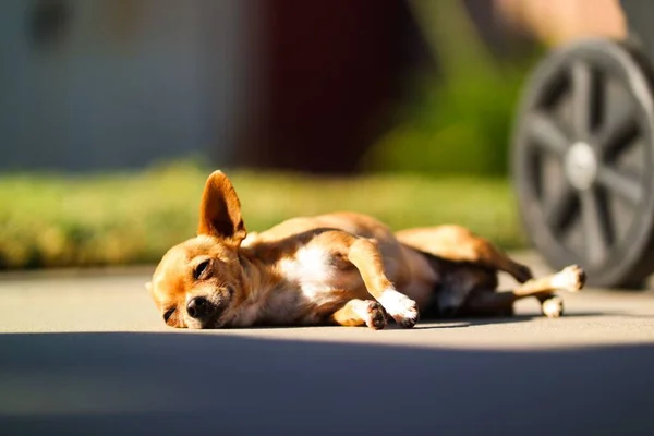 太陽の光に横たわっている茶色のChihuahuaの閉鎖 — ストック写真