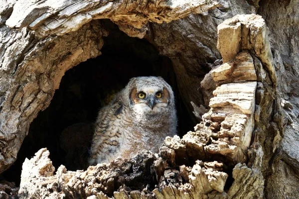 Shot Owl Looking Camera — Stock Photo, Image