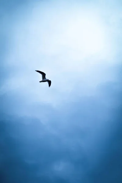 曇り空に舞い上がるカモメの垂直ショット — ストック写真