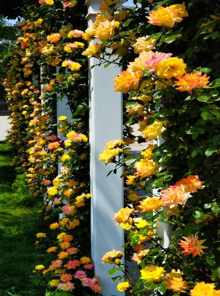 庭で成長している黄色とピンクのバラの垂直クローズアップショット — ストック写真
