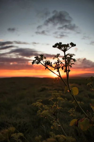 Vertical Shot Siberian Hogweeds Sunset Background — Stock Photo, Image