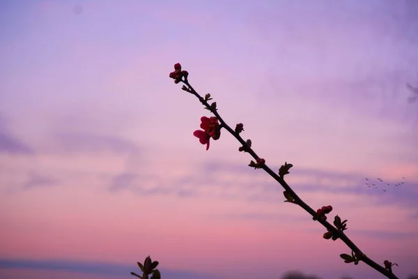 Fiore Albero Con Uno Sfondo Sfocato Può Essere Utilizzato Come — Foto Stock
