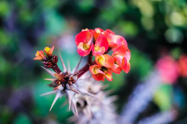 Selective Focus Shot Euphorbia Milii Crown Thorns — Stock Photo, Image