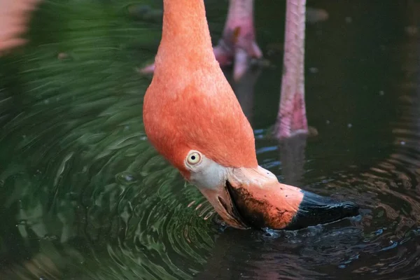 Een Closeup Van Een Rose Flamingo Hoofd Drinkend Water — Stockfoto