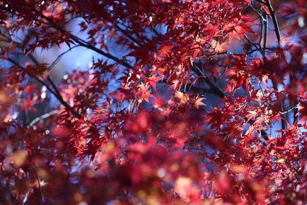 Closeup Shot Tree Red Leaves — 图库照片