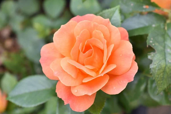 Eine Nahaufnahme Einer Schönen Orangen Rose — Stockfoto