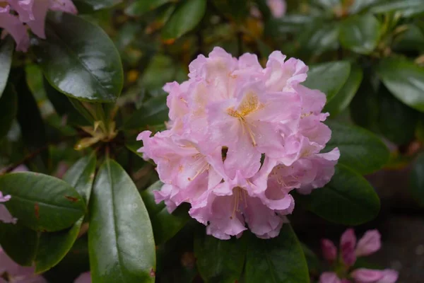 Ένα Κοντινό Πλάνο Ροζ Λουλούδια Αζαλέας Που Φυτρώνουν Θάμνο — Φωτογραφία Αρχείου
