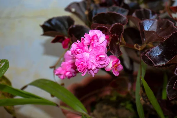 Primer Plano Una Especie Flor Begonia Con Pétalos Rosados Maceta —  Fotos de Stock