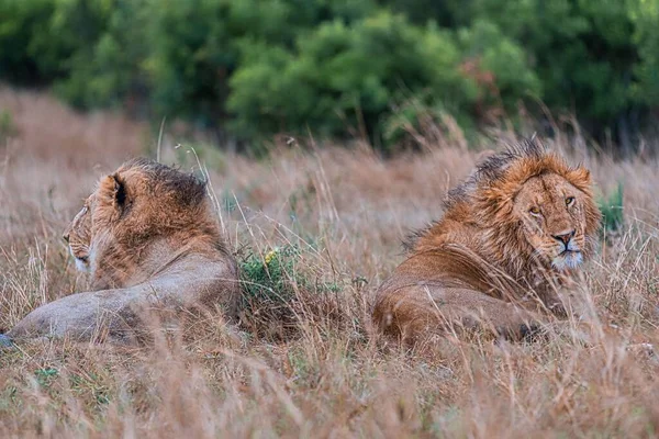 Primer Plano Leones Machos Descansando Sobre Hierba Seca Con Fondo — Foto de Stock