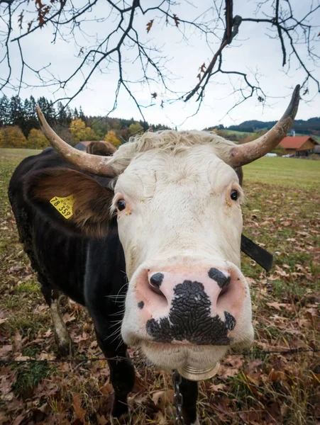 A vertical closeup shot of a cute bull face with a spotted nose