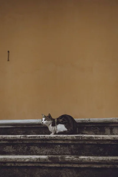 Vista Verticale Simpatico Gatto Sulle Scale Dalla Parete Arancione — Foto Stock