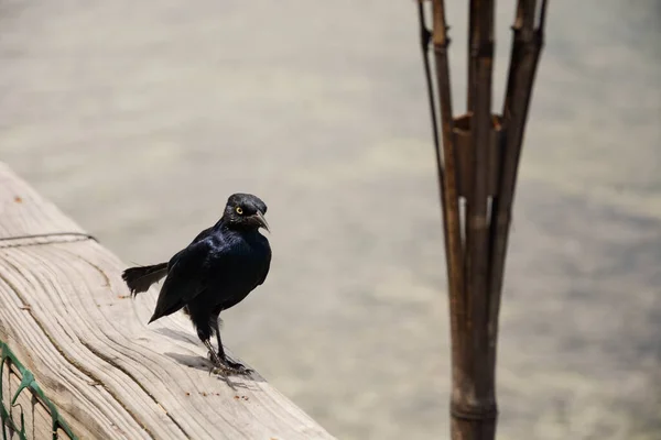 Primer Plano Pájaro Negro Pie Sobre Una Superficie Madera Cerca —  Fotos de Stock