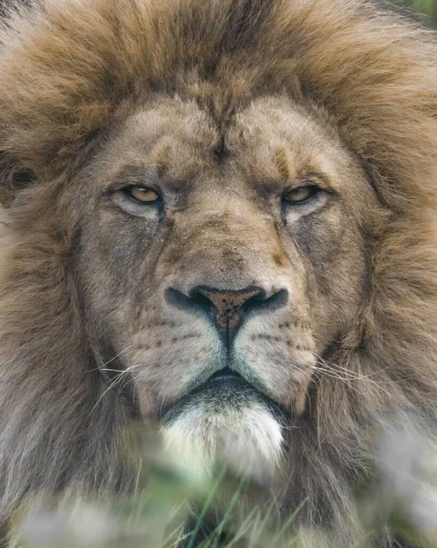 Een Close Van Een Leeuw Panthera Leo — Stockfoto