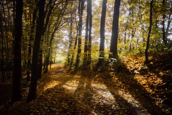 Eine Wunderschöne Landschaft Aus Herbstlich Abgefallenen Blättern Auf Einem Pfad — Stockfoto