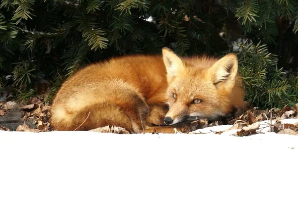 Gros Plan Renard Couché Sur Les Feuilles Séchées — Photo