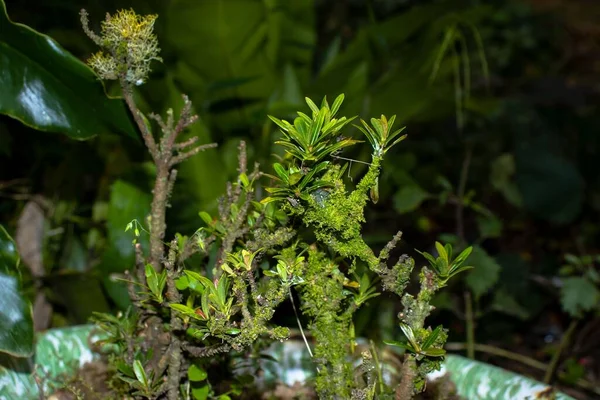 Nahaufnahme Einer Pflanze Mit Kleinen Zweigen Die Mit Blättern Bedeckt — Stockfoto